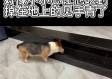 见手青中毒，一次误食引发的生命警醒