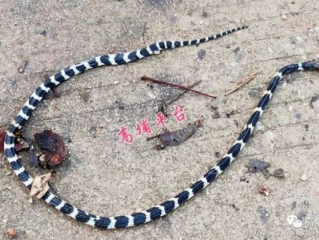 男子惊魂记，偶遇中国第一毒蛇银环蛇的神秘邂逅