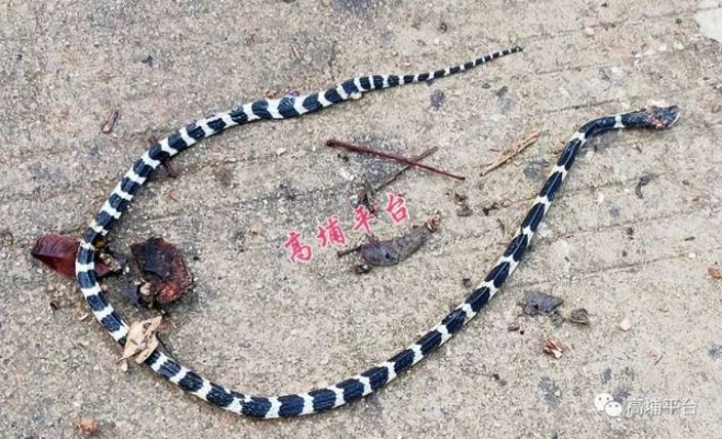 男子惊魂记，偶遇中国第一毒蛇银环蛇的神秘邂逅