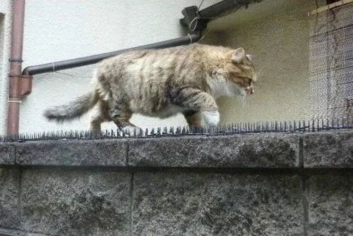 爱与勇气的见证，上海虹桥站众人合力砸墙救小奶猫